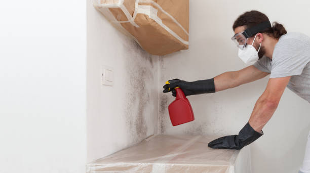 Professional Mold Cleanup technician working in Norwood, MA