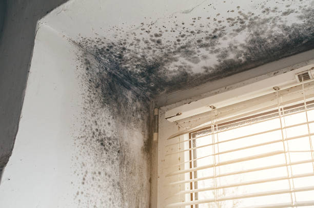 Affordable Mold Cleanup solutions in Norwood, MA